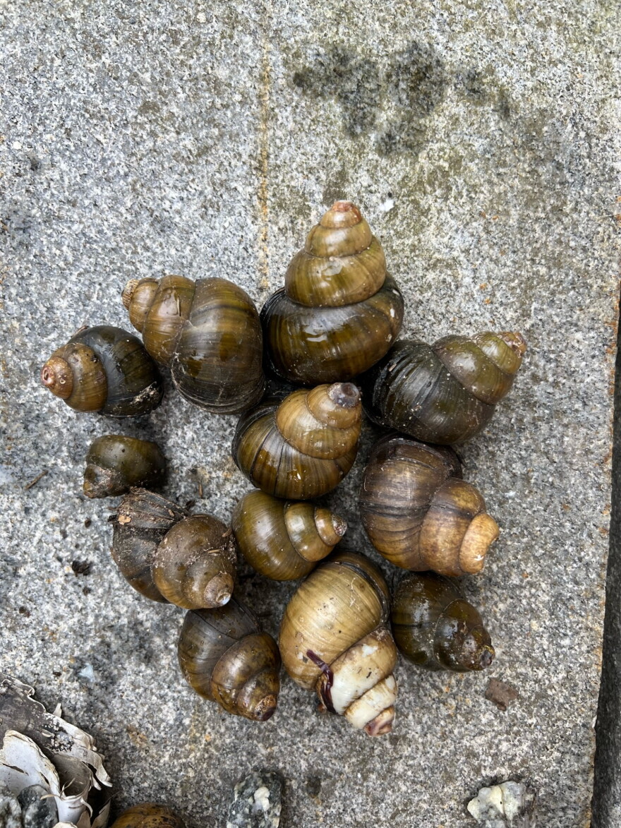 Chinese Mystery snails.