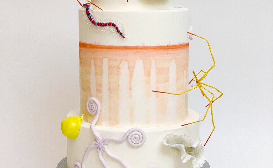 Scientists have long pondered how Antarctic sea spiders — like the orange sugary confections crawling over this cake — breathe underwater without lungs or gills. Recent research suggests a unique pore structure holds the key. McAdoo first encountered the sea spider at the Crary Science and Engineering Center's touch tank.