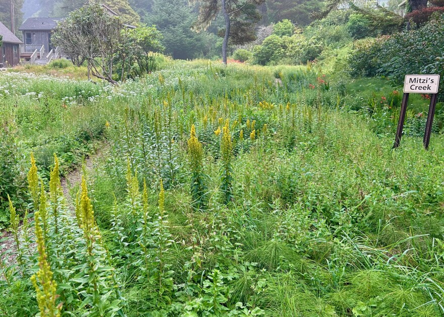 A yard filled with flowers and foot paths