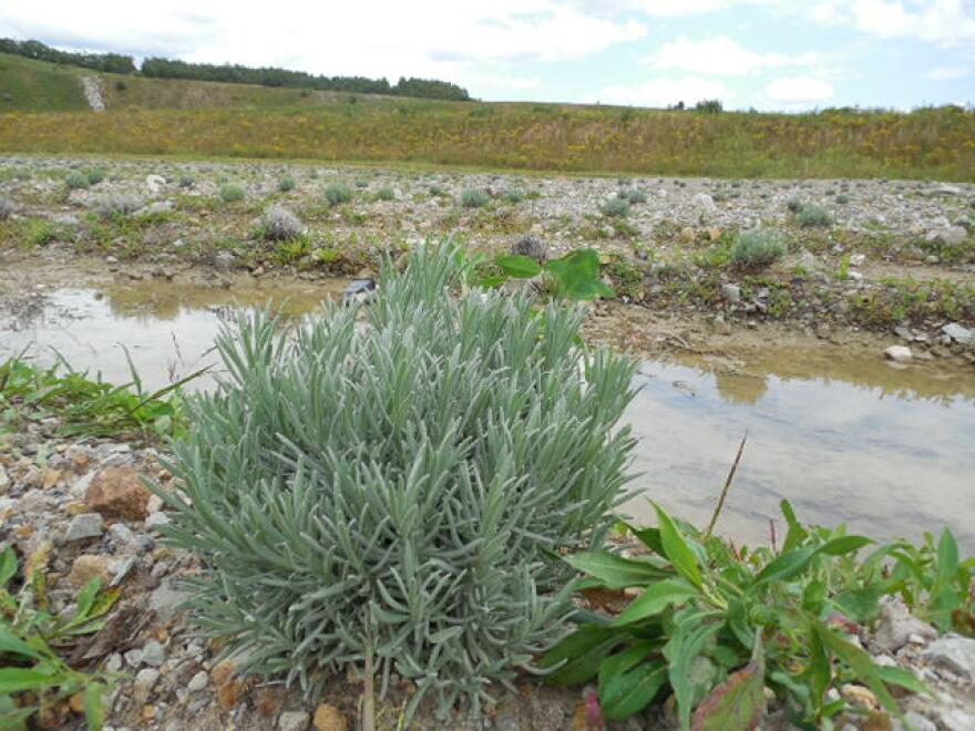 lavender_in_field.jpg