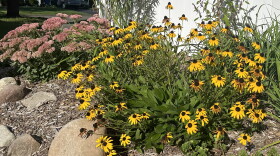 Black-eyed susan in the foreground with sedum and swamp milkweed in background of a perennial garden in Bristol, Connecticut September 2026.