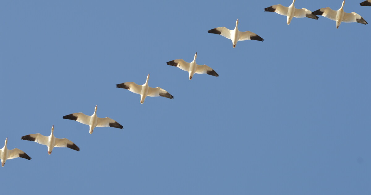 How to identify the birds traveling south right now
