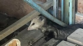 Chester, the opossum, soaks in his last moments of freedom while hiding under a pallet in a shed in the Mendenhall Valley on Thursday, March 26, 2026.