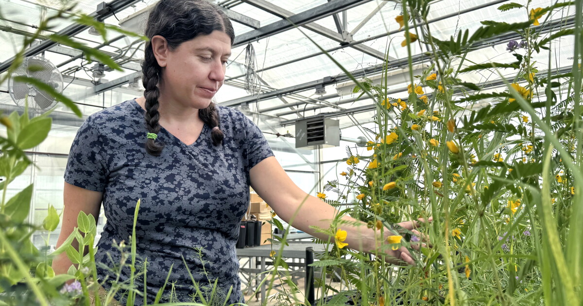 Cynthia Rabinowitz Soil health is big business, but some research shows fungal products ...