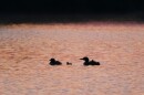 Fe, pictured above with her mate and two new chicks, is a common loon nesting in the Upper Peninsula. She's broken records again with thh arrival of chicks 43 and 44.