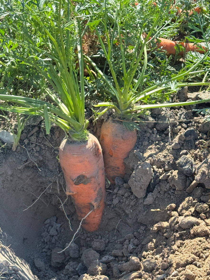 Close-up on two large carrots growing in the ground. Some dirt has been dug up around them to show the thick orange roots.
