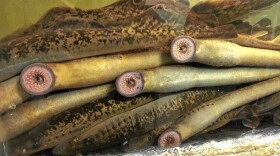 Sea lamprey are native to the Connecticut River basin and play a vital role in the ecosystem. (Vermont Fish and Wildlife Department photograph)