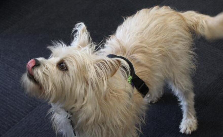 Desi is a 4-year-old carrion terrier mix that works with Furry Friends Recovery.