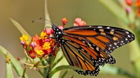 monarch butterfly