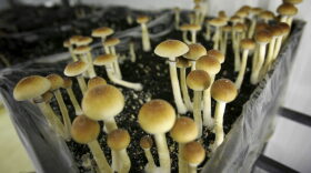 Psilocybin mushrooms growing in the Netherlands.  (Peter Dejong/AP Photo)
