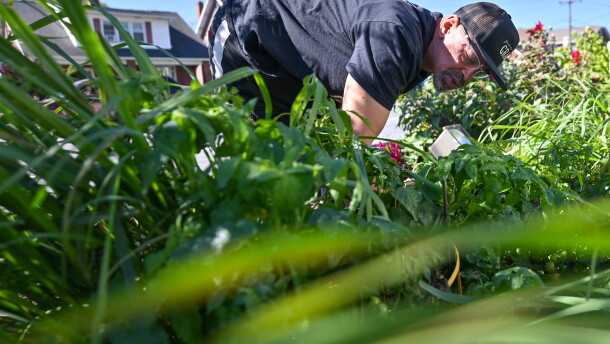 Everett Upton of Common Ground Ministries picks vegetables in the garden at the church.