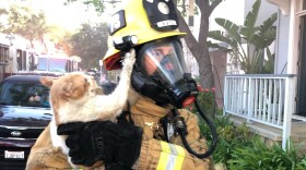 Santa Barbara firefighters rescue cat from home fire, but feline appears to be upset with experience.