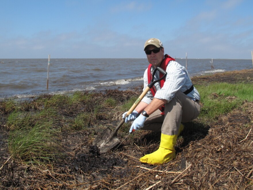 Scientist Scott Zengel, who is overseeing the marsh survey crews on behalf of the National Oceanic and Atmospheric Administration, points to oily "mousse" that lies just a few inches below the surface of the marshland. This subsurface oil isn't being broken down by wind, rain, waves or sun.