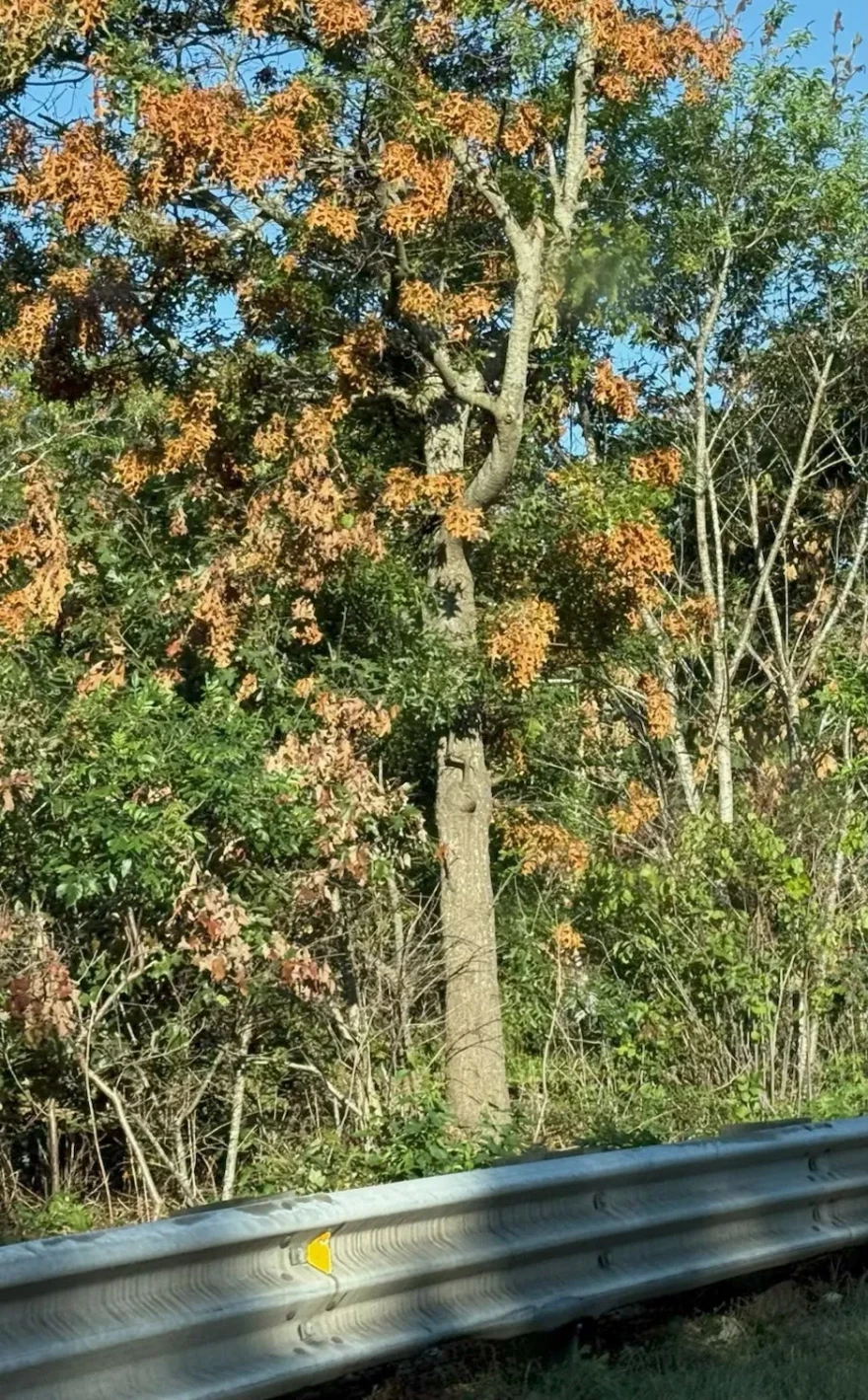 Cicada damage.