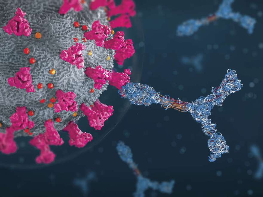 an-illustration-of-antibodies-attacking-a-coronavirus-particle