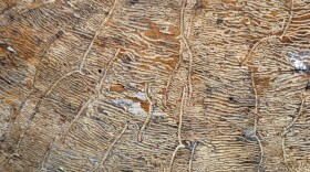 Traceries of bark beetles on a silver birch.