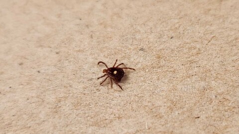 The Lone Star tick is the most common tick in Missouri and the female of the species is easily recognized by the white spot on it's back. This tick is know to transmit diseases like Ehrlichiosis, Southern Tick-Associated Rash Illness (STARI), Tularemia, the Bourbon and Heartland viruses, as well as the red meat allergy caused by a tick bite called Alpha Gal. (Rebecca Smith/KBIA)