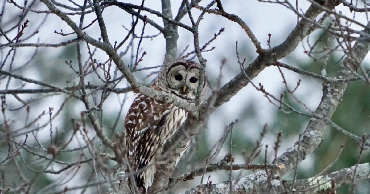 Something Wild: Help rescue raptors from rodenticides