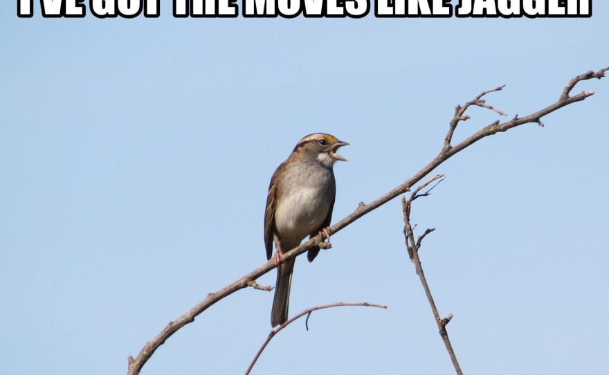 moves_like_jagger.jpg