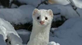 An ermine peeks up through a snowy patch