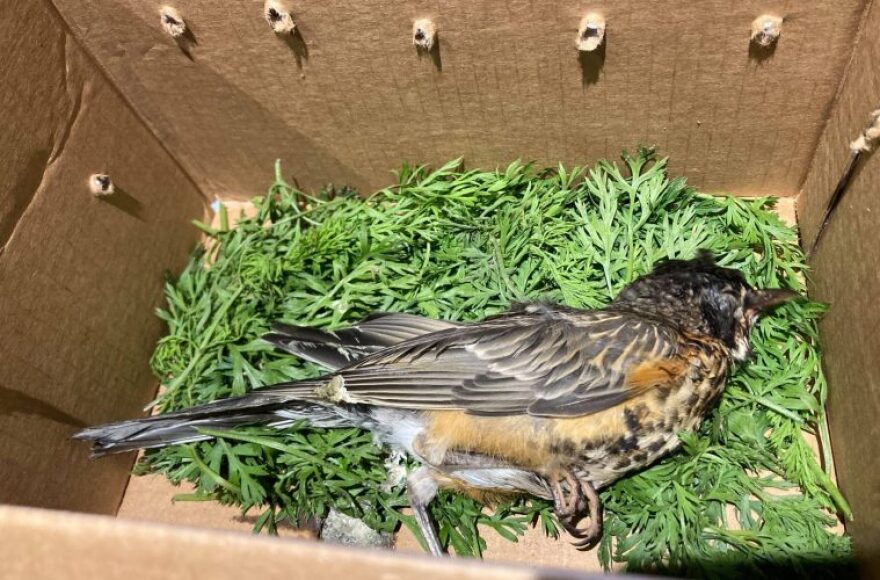 Researchers Are Trying To Figure Out What's Causing Mysterious Bird