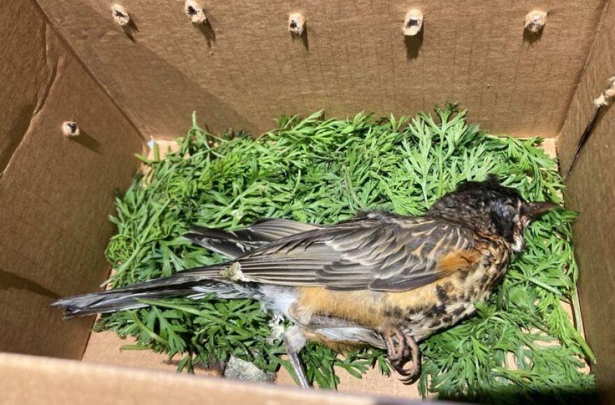 This fledgling American Robin, found in Erie County, had crusty eyes, twitched his head and was unable to stand.