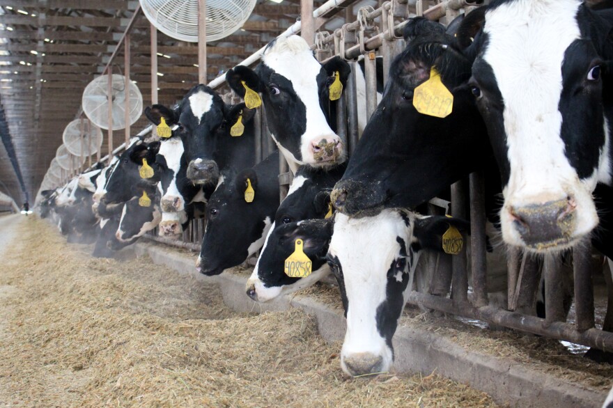 Cows at Fair Oaks Farms in Indiana. A partnership between the McCloskeys and several other families, it's one of the largest dairy farms in the country.