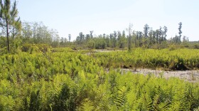 Mitigation banks can’t exactly replicate pre-development ecosystems, even when they achieve state-mandated native plant goals. (Rose Schnabel/WUFT News)