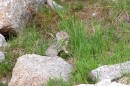This is an image of a small American pika, which looks like a hamster, nibbling on green grass among rocks in an alpine area.