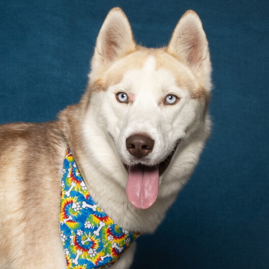 One of the Huskies at the West Valley Humane Society.