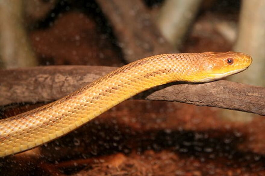 The yellow rat snake is a variant of the eastern rat snake, which is often black on the back.