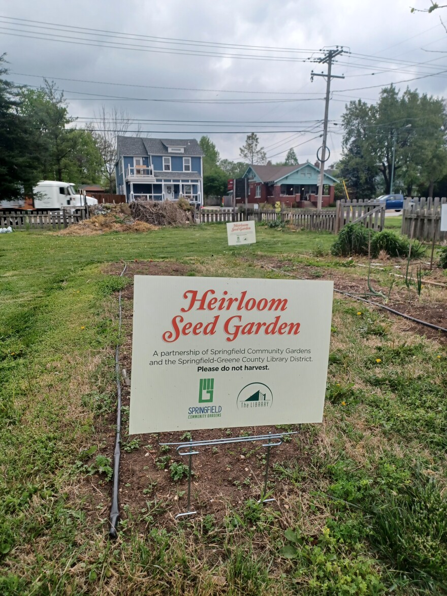 Heirloom Seed Garden at Midtown Community Garden in Springfield, MO (photo taken April, 2024).