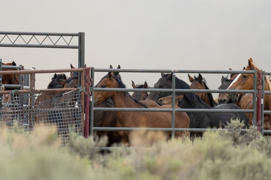 Horses stand in a holding pen on the Piceance-East Douglas Herd Management Area on July 18. The Bureau of Land Management uses helicopters to drive wild horses into these holding pens. This photo appeared on the American Wild Horse Campaign's website where the organization is sharing updates from each day of the gather operations.