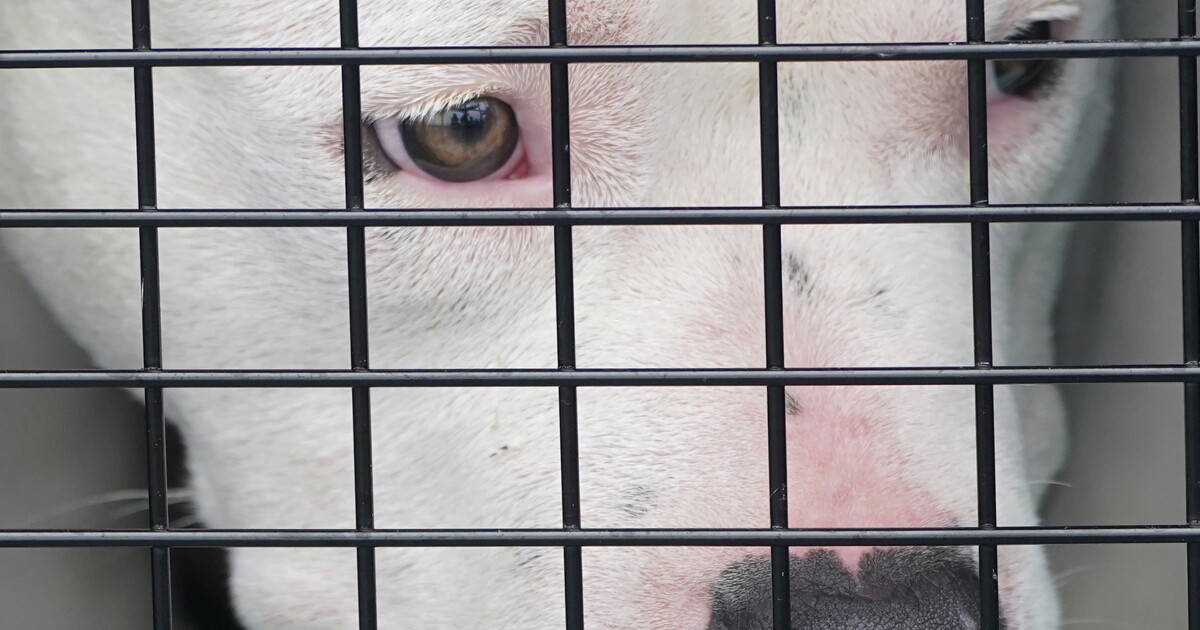 A shelter dog looks out from a crate after having been unloaded from a cargo plane, Tuesday, April 20, 2021, in Fort Lauderdale, Fla.