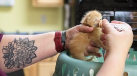 Upper Valley Humane Society Executive Director RayLynn Bradigan feeds one of a litter of neonatal kittens at the shelter in Enfield, N.H., on Monday, May 11, 2026. Without their mother, volunteers and staff need to feed them every three hours around the clock. (Valley News photo)