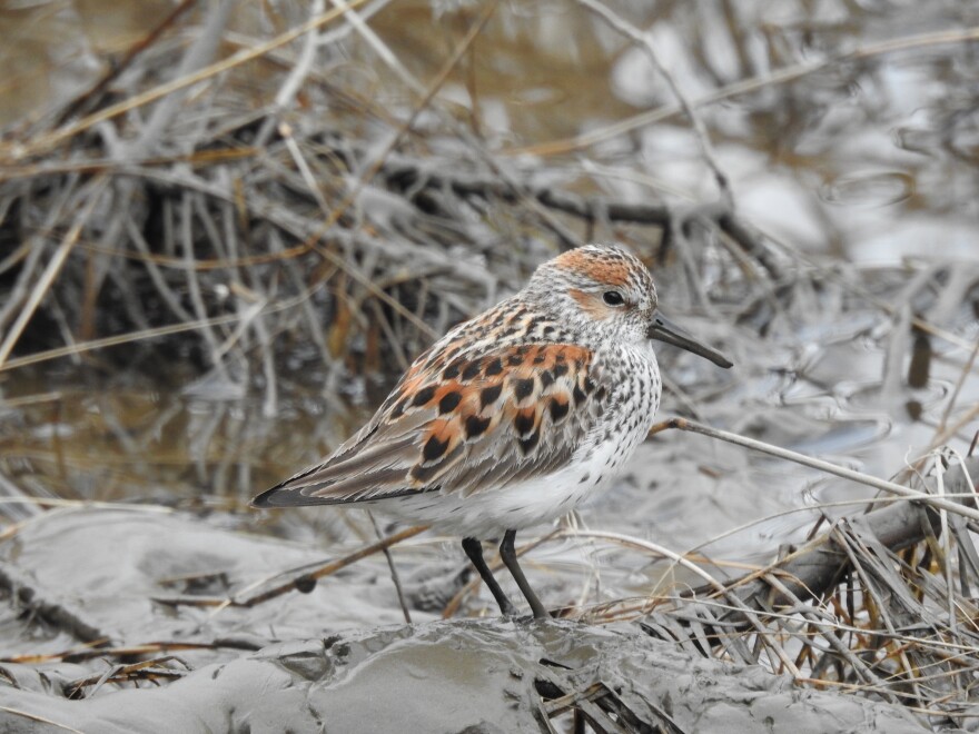 A western sandpiper.