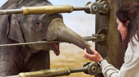 Linh Mai, an Asian elephant calf, touches the hand of elephant keeper Becky Shore, during the calf's public debut at the National Zoo, Wednesday April 22, 2026, in Washington. (Jacquelyn Martin/AP)
