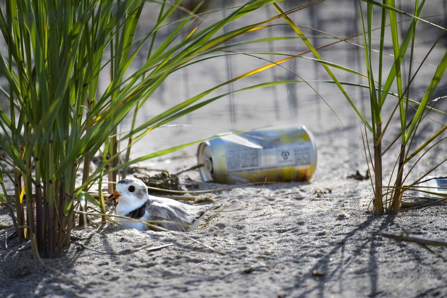 Litter rests in the sand next to a Piping Plover at Sandy Point Bird Sanctuary in West Haven July 6, 2022.