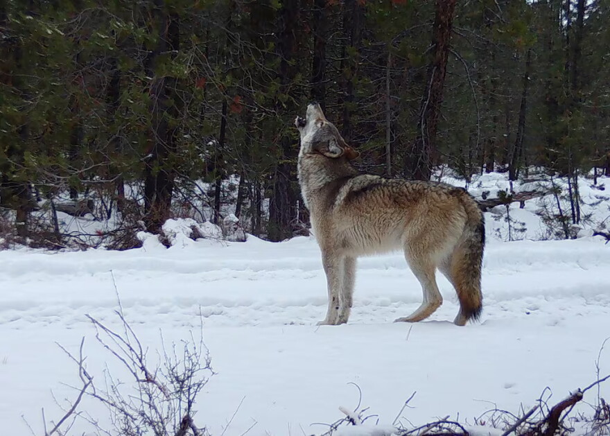 The breeding female of Oregon's Yamsay Mountain Pack howls in front of a trail camera in the Winema National Forest on Nov. 19, 2024, in Klamath County, Ore.