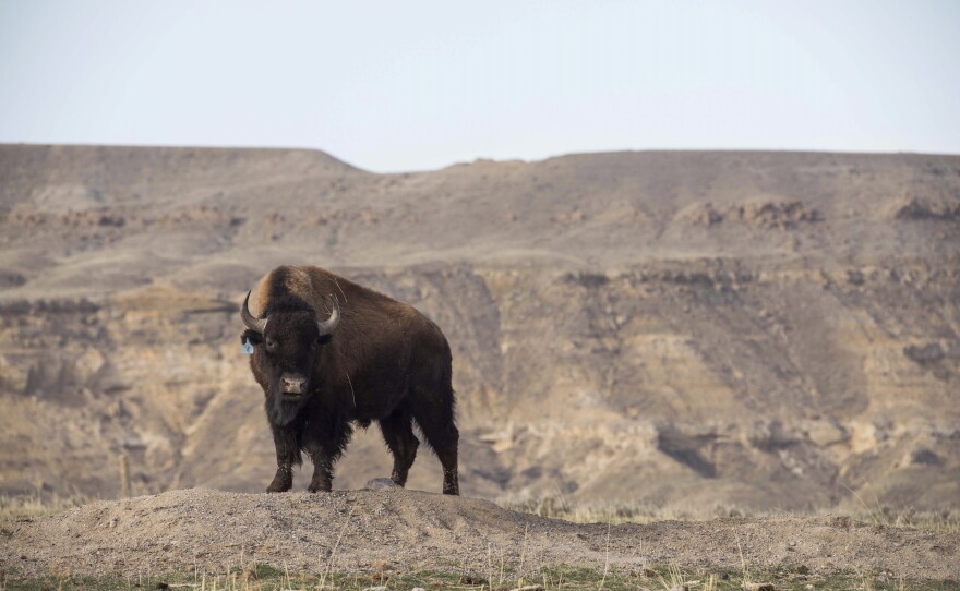 A buffalo, relocated from the Soapstone Prairie in Colorado, wanders in its new home at the Eastern Shoshone Buffalo Enclosure, Friday, April 11, 2025, on the Wind River Reservation near Morton, Wyo.