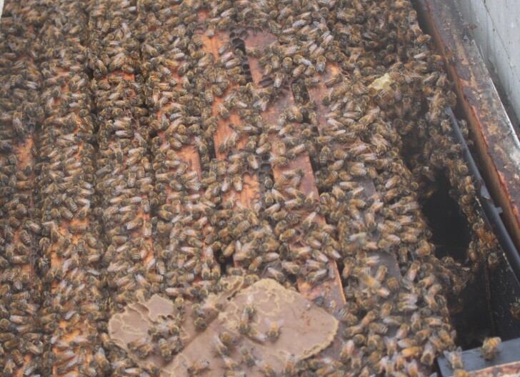 POSTCARD: Florida bees hard at work in Michigan cherry orchards