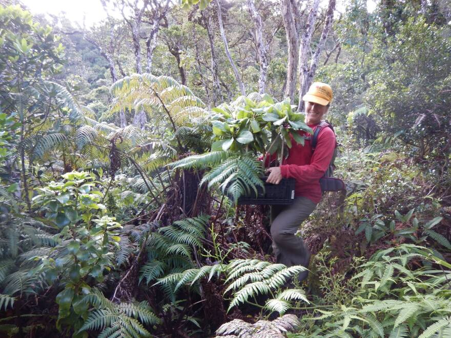 Molokaʻi PEPP Coordinator, Ane Bakutis, transporting Cyanea procera outplants for return to the wild in 2017.