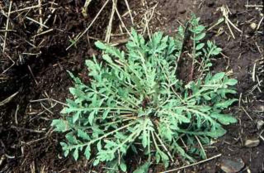 Diffuse knapweed