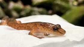 A salamander sits on top of a paper towel, out in the wild.