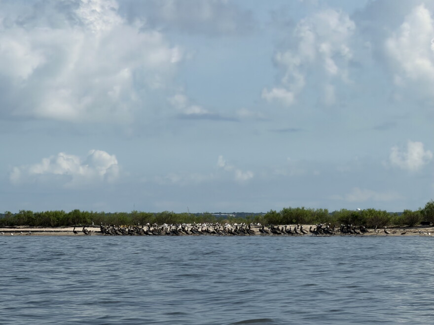 Hundreds of shorebirds sitting on the beach at Coffee Island.