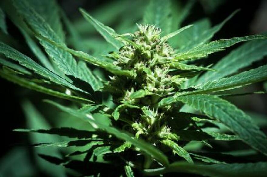 A medical marijuana clinic owner offered pot to customers who also registered to vote