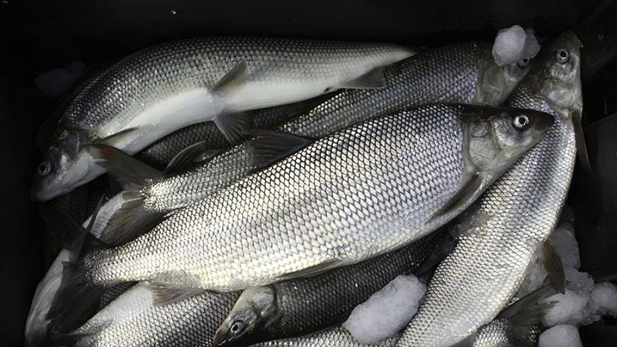 Surging Whitefish Populations Spark Concerns Over Sustainability