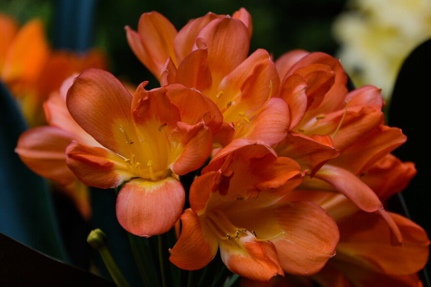 Clivia.