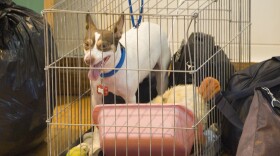 Dog in a cage being evacuated ahead of Hurricane Gustav in Aug. 2008.