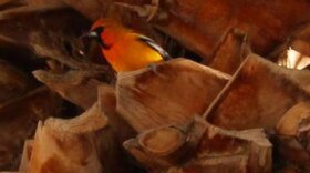 streak-backed oriole